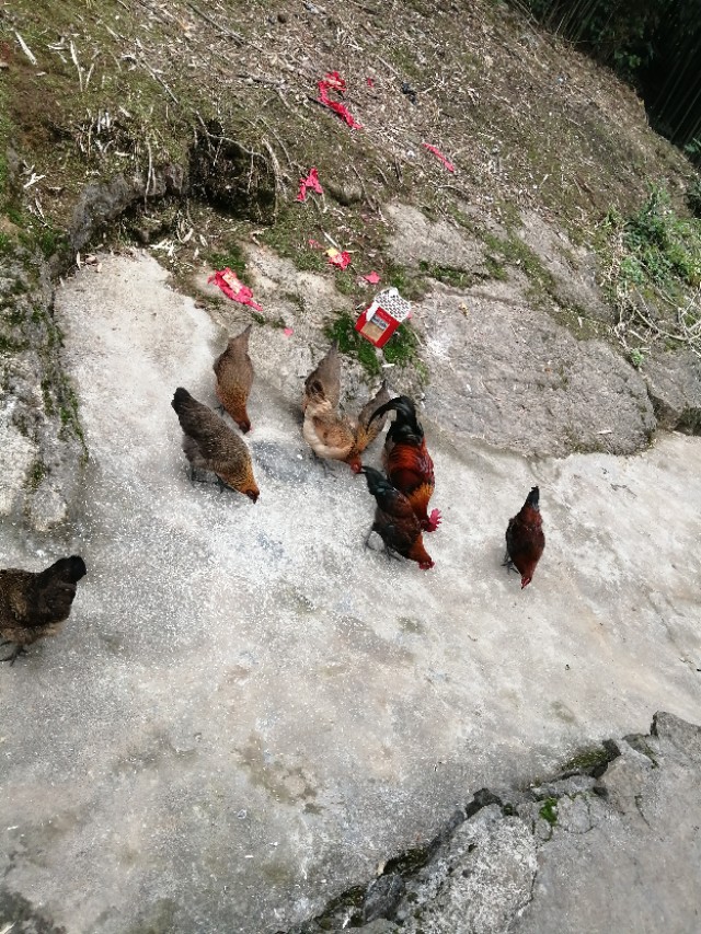 教你挑选土鸡,老鸡的办法