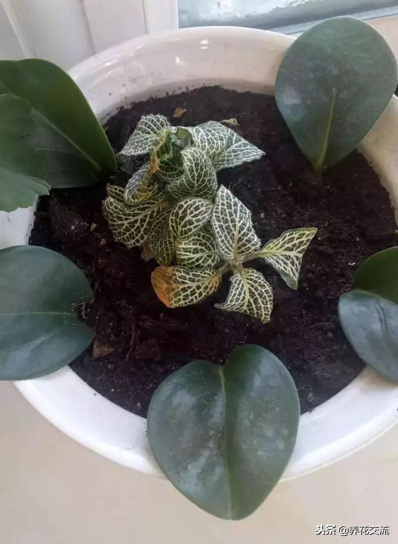 耐阴又耐旱的好养花草,种植什么能遮阴