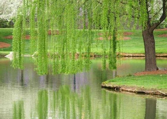 柳树种植技术与管理病虫害有哪些,柳树苗的栽培与管理