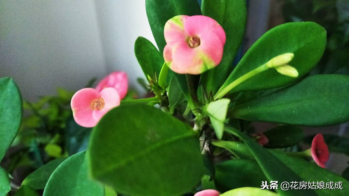 花盆里的小黑飞虫子怎么消灭,花盆里有小黑飞怎么能根治