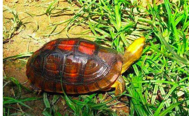 斑鳖这种动物已经灭绝了吗,中国唯一一只斑鳖死亡