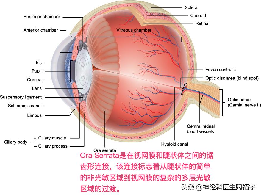 眼球人体解剖学讲解,眼睛解剖讲解