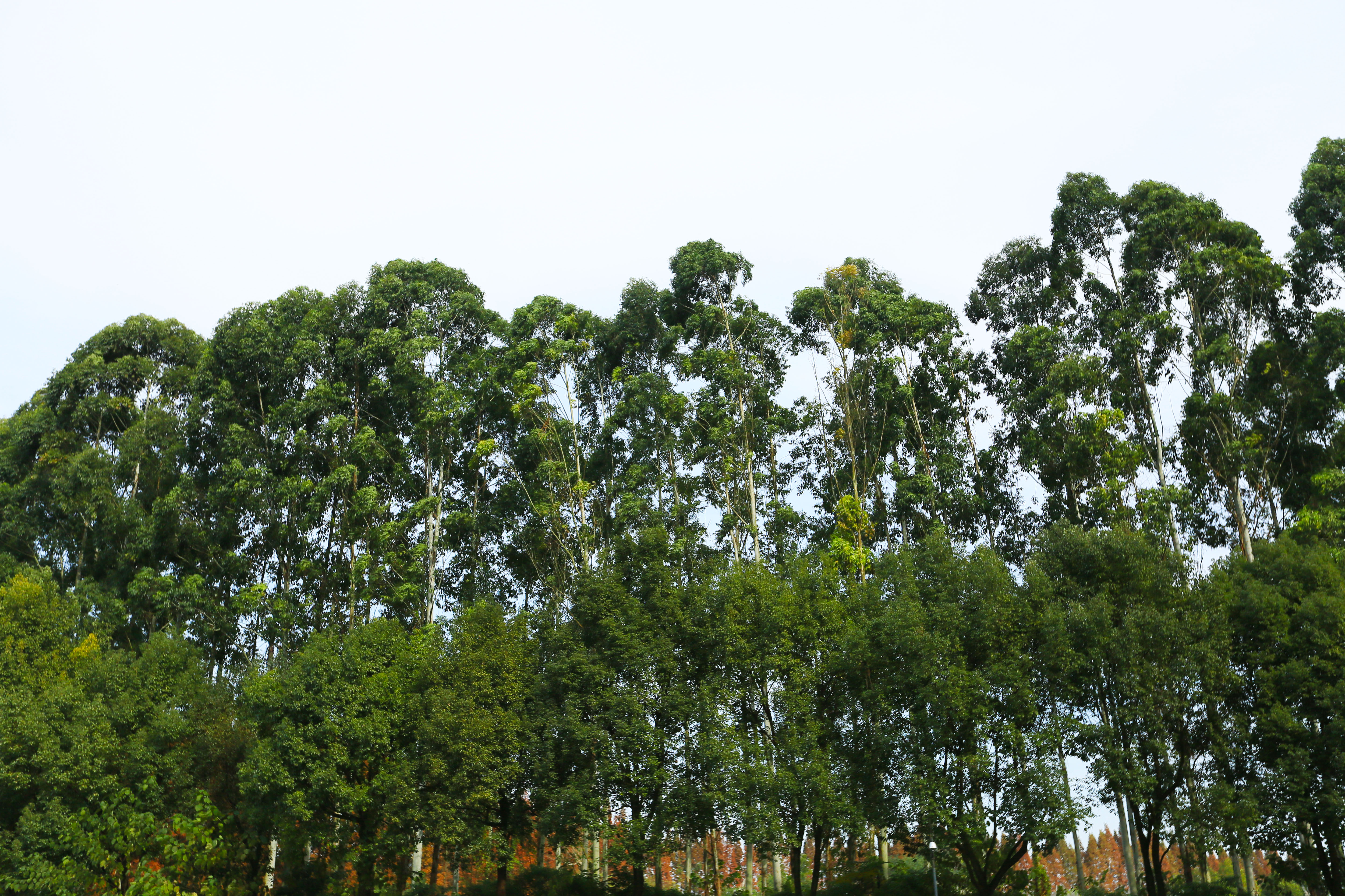 桉树林风景,自然生长的桉树林