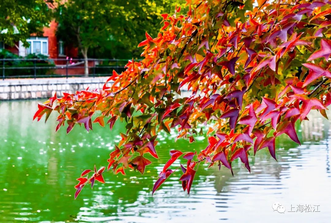 上海最美秋景,上海哪些公园可以拍秋景