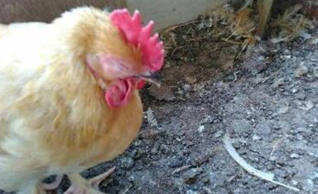 鸡的眼睛肿了流泪怎么治疗,鸡的眼睛肿有脓怎么治