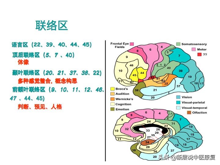中枢神经系统断层解剖讲解,中枢神经3d解剖动画
