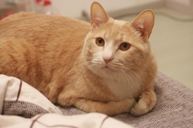 橘猫渣猫,渣猫和橘猫的区别