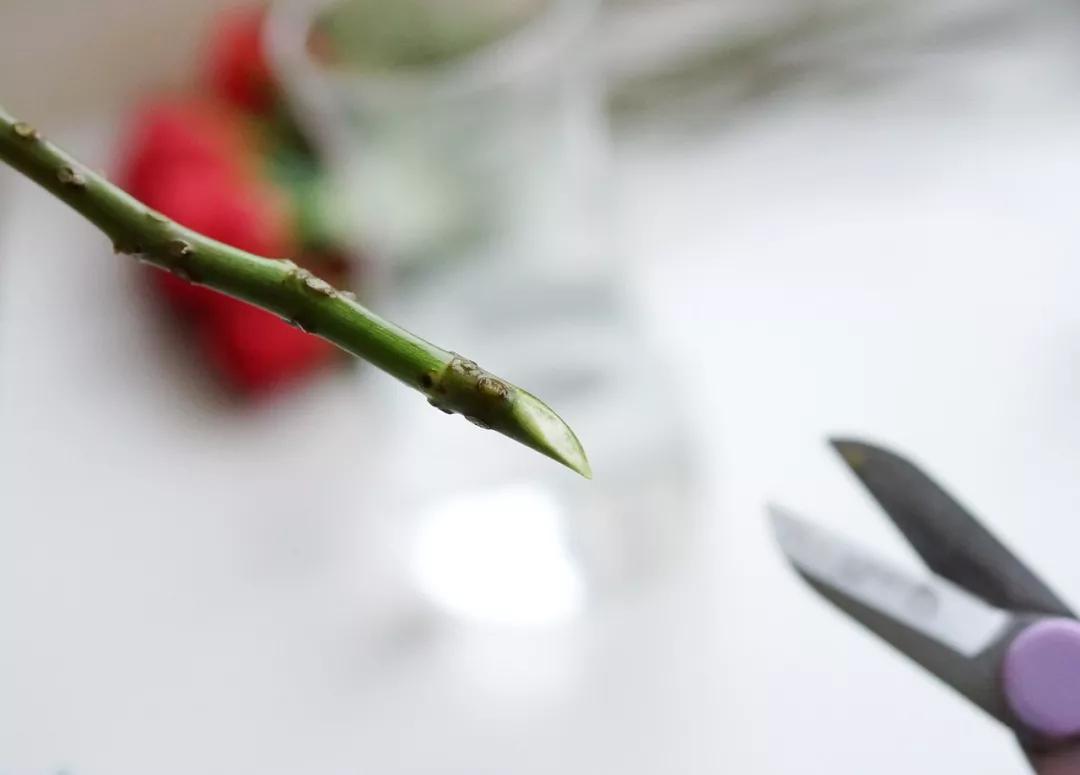 玫瑰养护教程文字,玫瑰养护技巧与方法