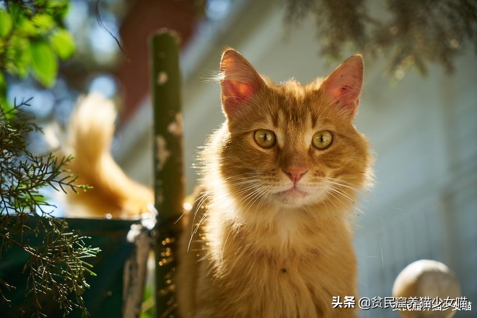 猫咪每天都要吃罐头怎么办,猫咪少食多餐应该隔多久喂一次