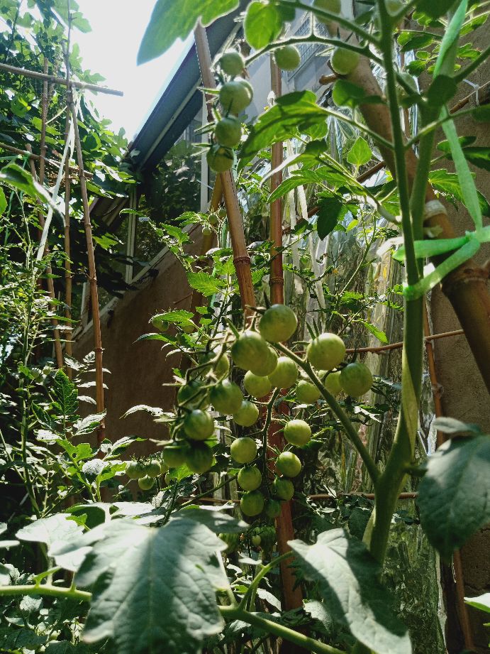 樱桃番茄最好的颜色,樱桃番茄挑选