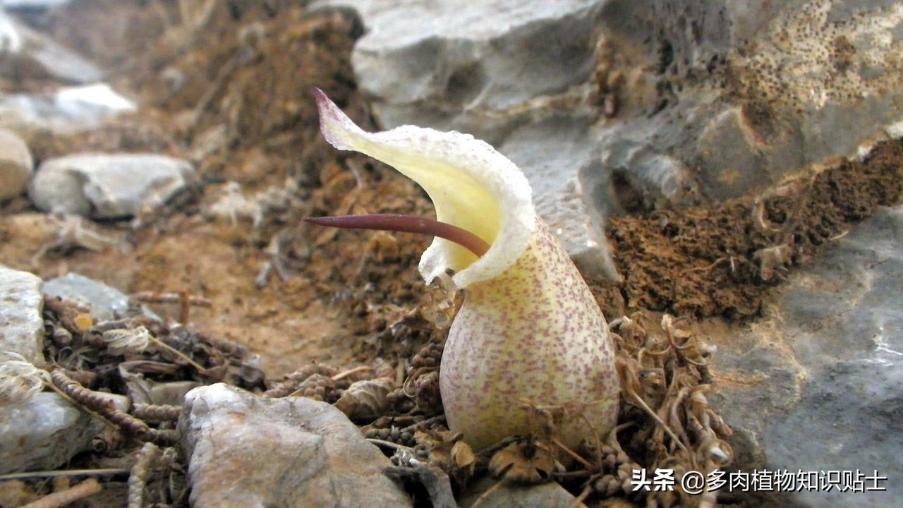 香气迷人的植物,有独特香气的植物