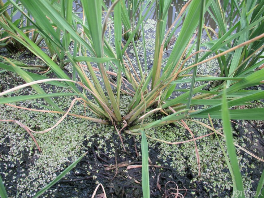 激素农药药害,激素型除草剂的危害