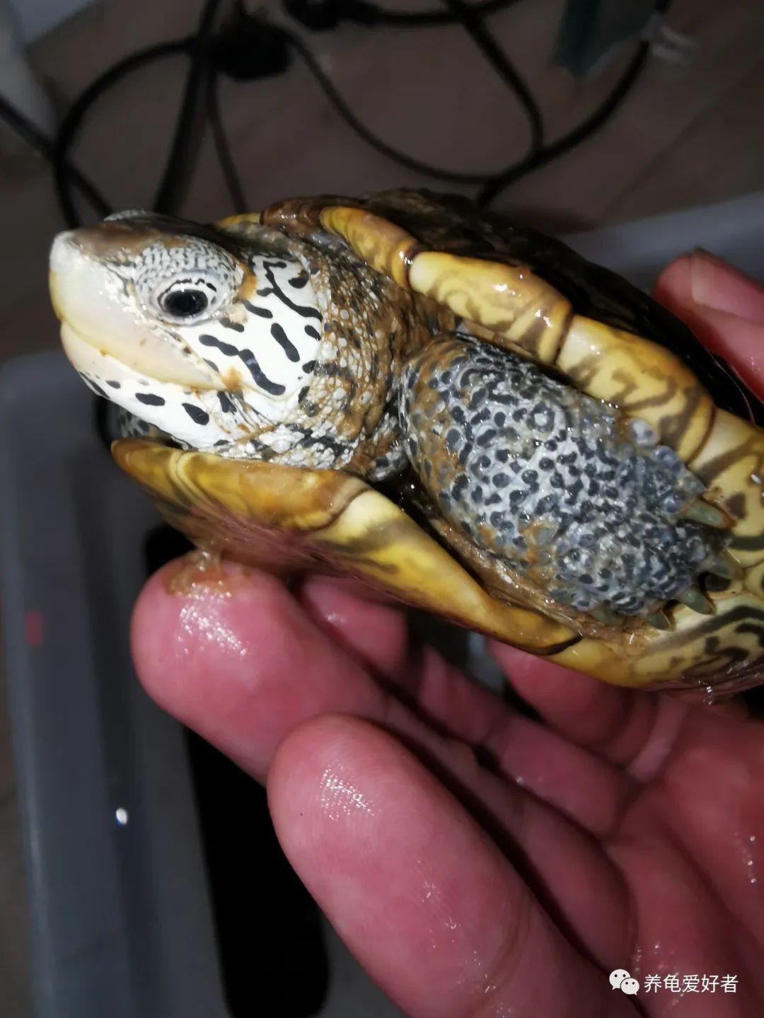 龟病用草药治疗方法,治龟病最佳药物