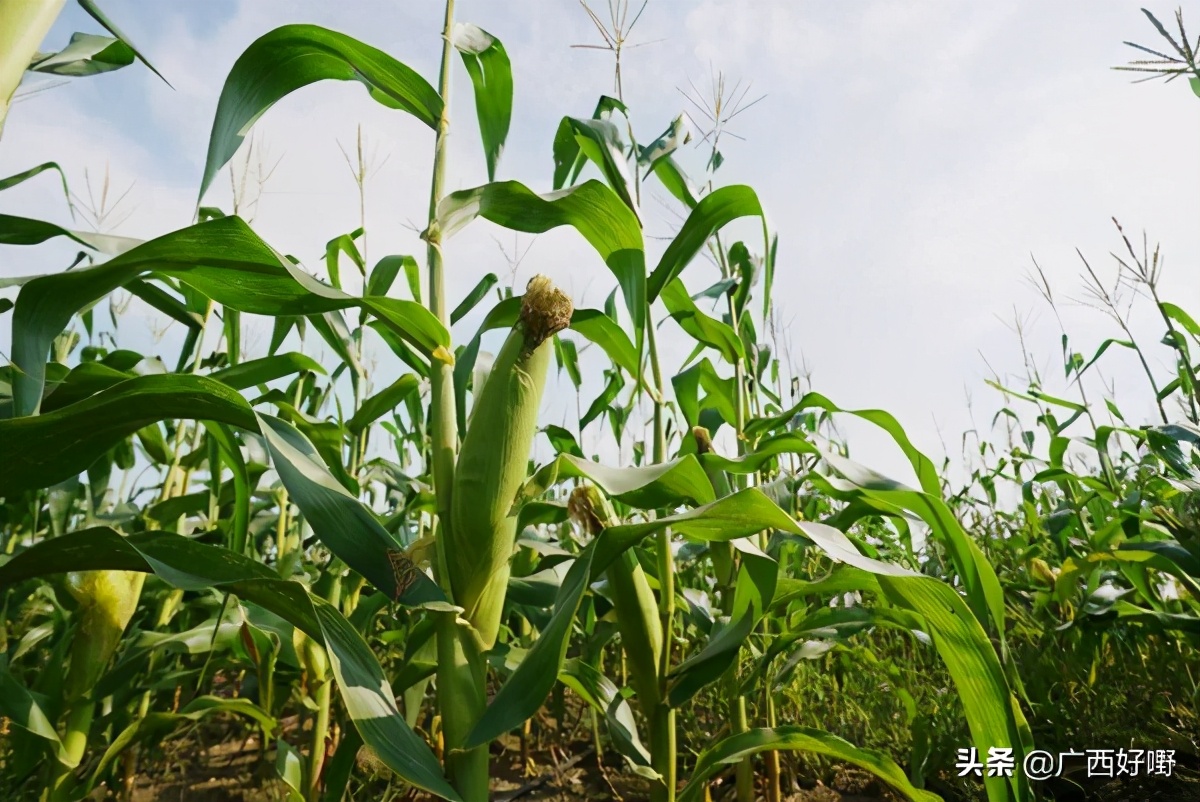 横县甜玉米：甜脆香嫩，饱满多汁