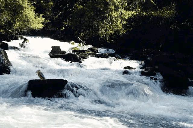 大自然山水花鸟大全,回归自然山水花鸟