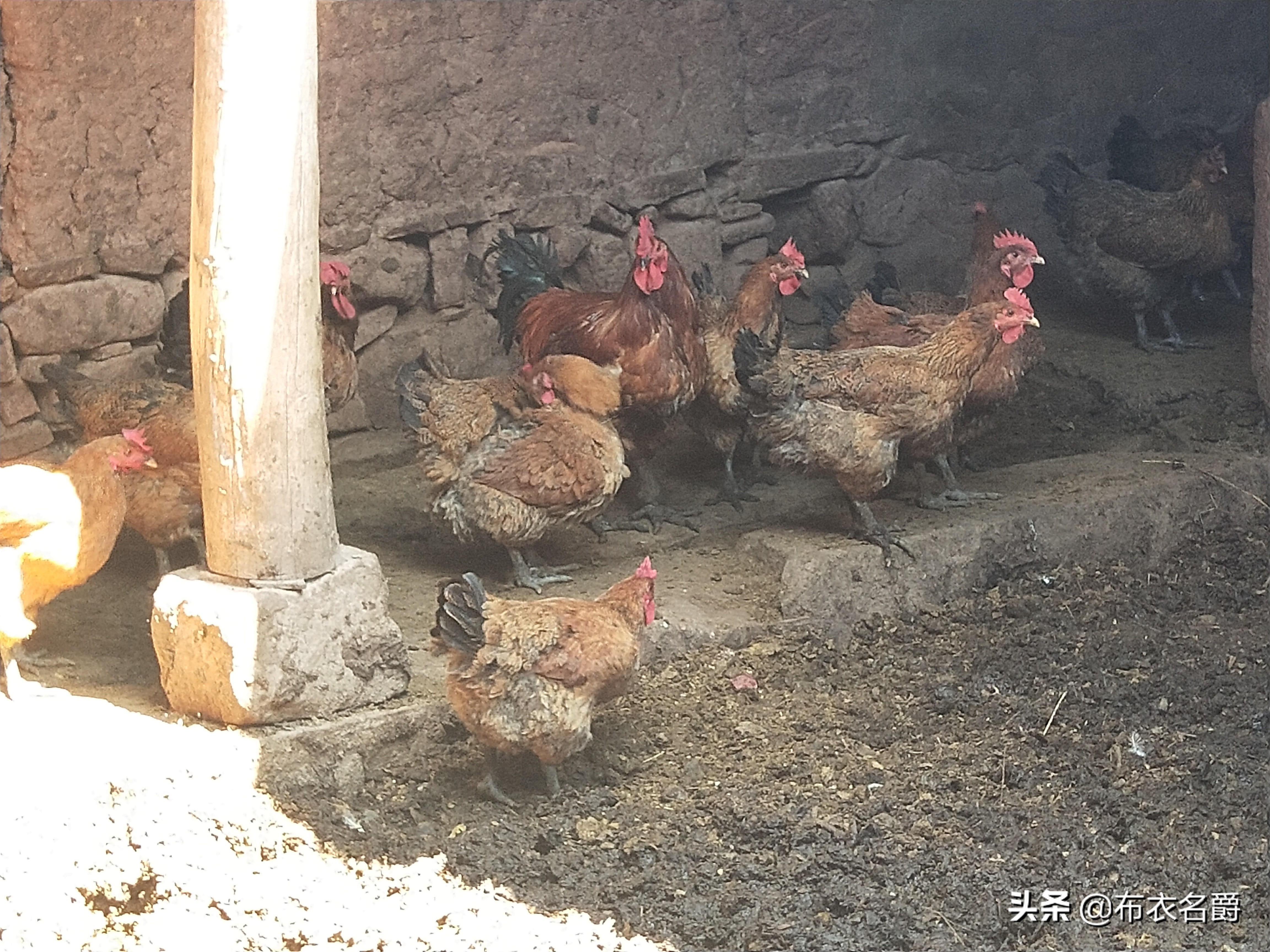 鸡安卡拉病鉴别方法,鸡得了安卡拉病怎么治