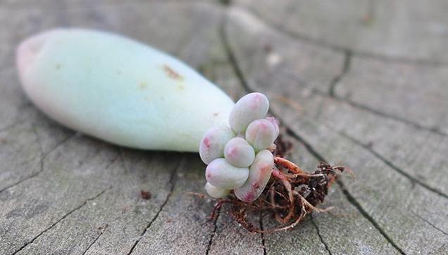 虹之玉多肉叶插成活率高吗,圣诞东云多肉叶插成活率