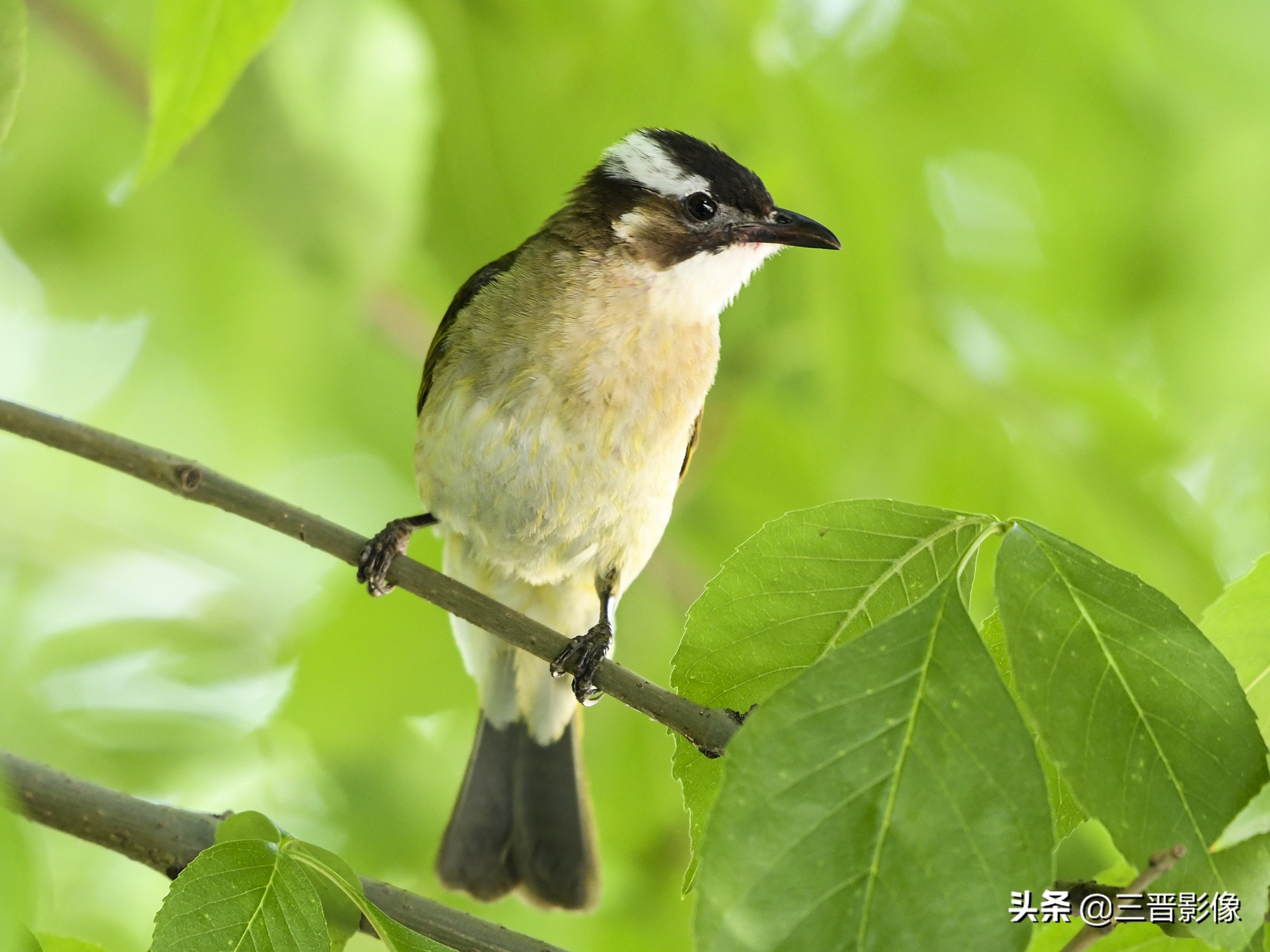 拍鸟用什么好,拍鸟视频用什么设备