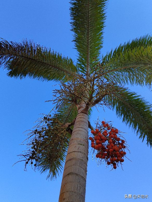 海南常见的果子菩提,海南神奇果子