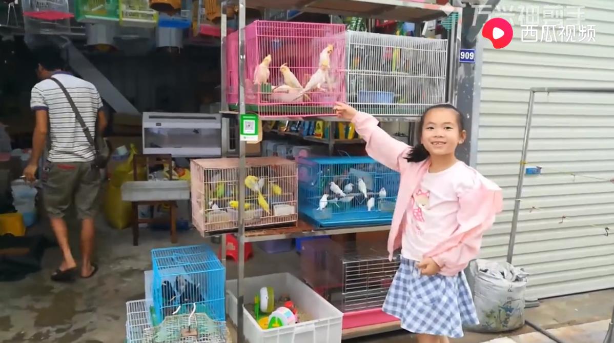 玄凤鹦鹉没力气没精神没食欲拉稀,刚断奶的鹦鹉不吃不喝能坚持几天