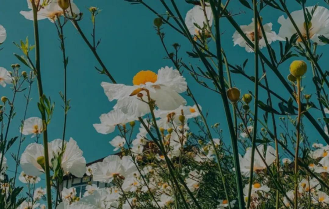 双手合十愿你心无挂碍平平安安,双手合十愿你安好