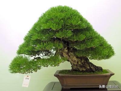 短针黑松怎么养护,短针黑松修剪教学