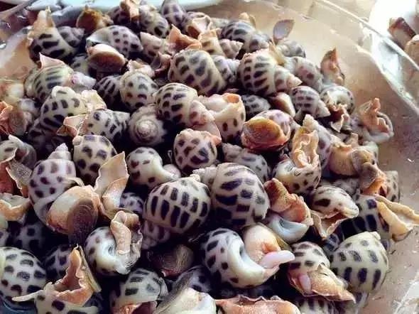 宁波一渔民整理海鲜大全,宁波最全的海鲜