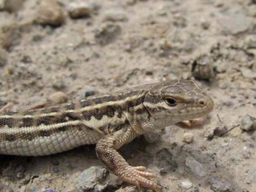 国外网友分享的动植物昆虫笔记,北方常见的昆虫科普知识大全集