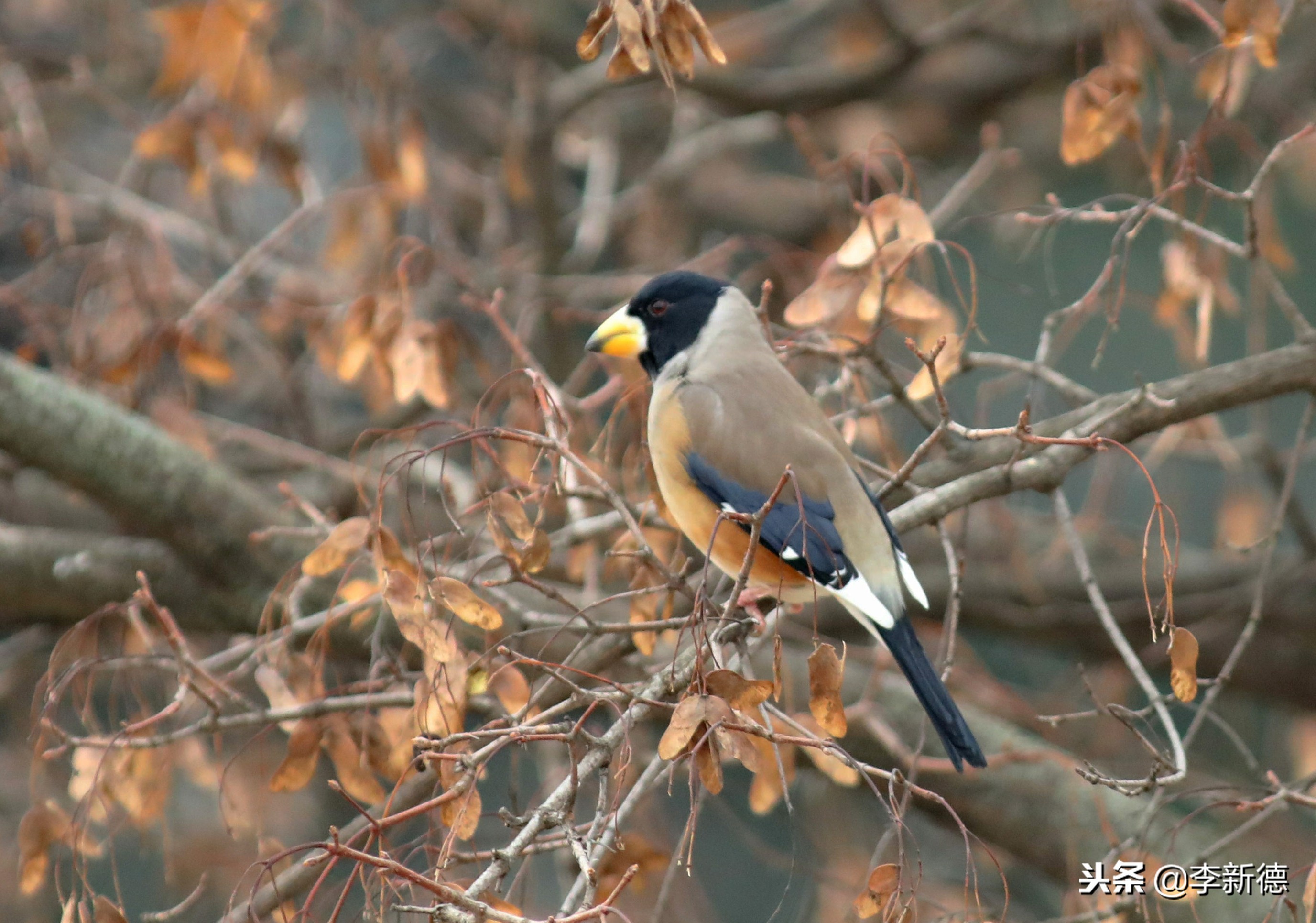 安徽铜嘴鸟,合肥拍鸟视频大全