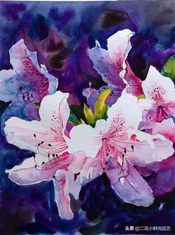 100种花卉绘画,100多张花卉线描手稿素材赶快收藏