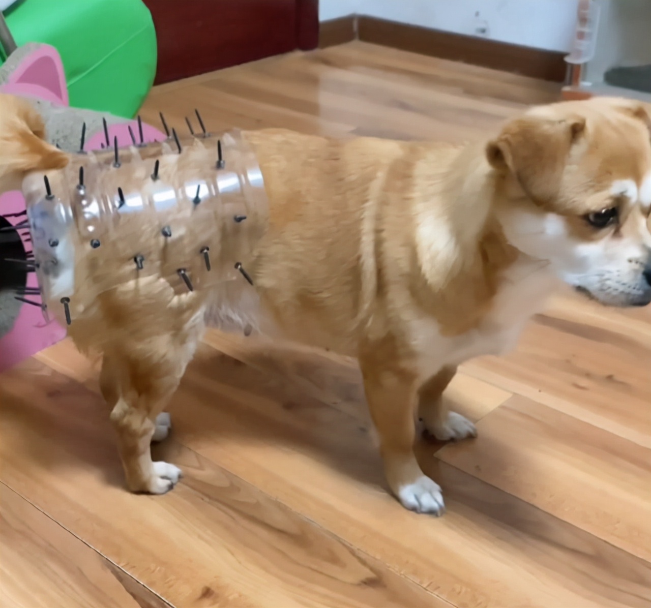 大型狗狗防止怀孕装备,防止狗狗怀孕的方法