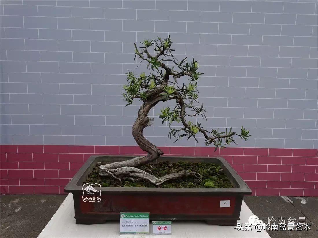 开运招财，非其莫属！清风雅韵，当之无愧！