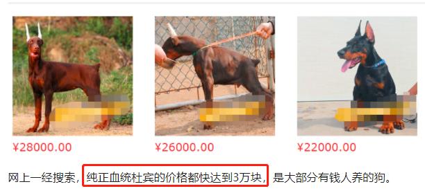 乐嘉性格特点及分析,乐嘉所有性格分析