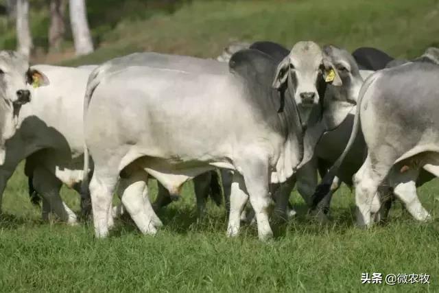 养牛不懂品种是不行的!牛品种大全!转了!