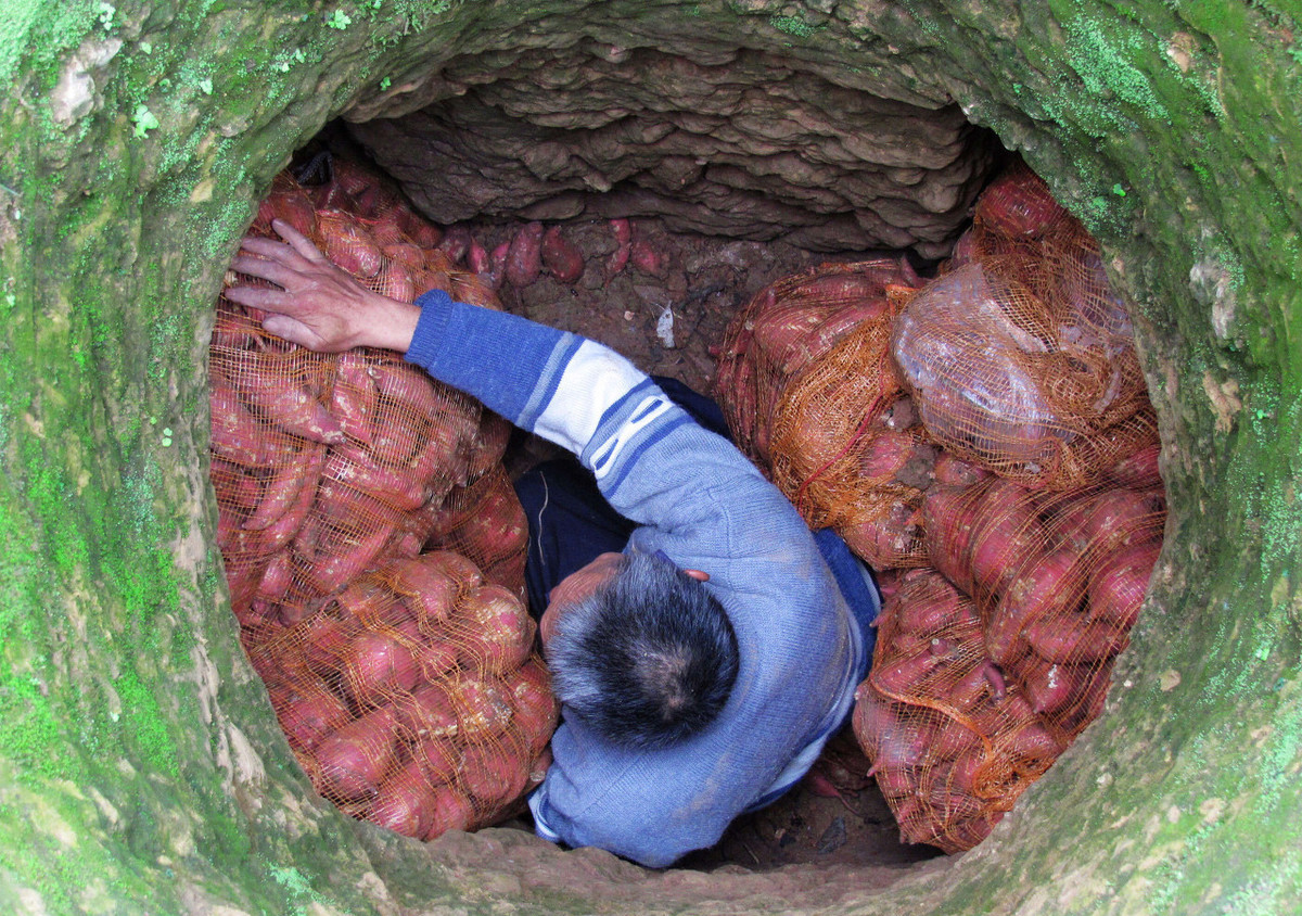 红薯怎样保存时间长,红薯怎么保存放的时间更长