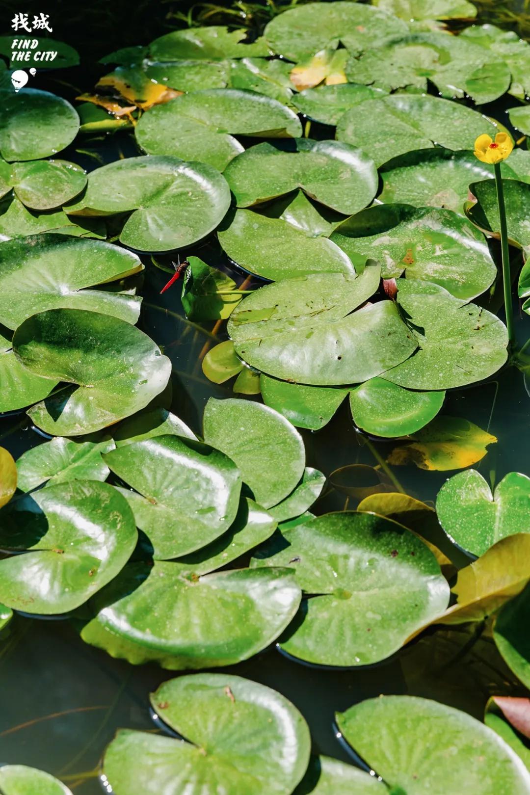 南宁人去隆安玩,南宁人去柳州玩