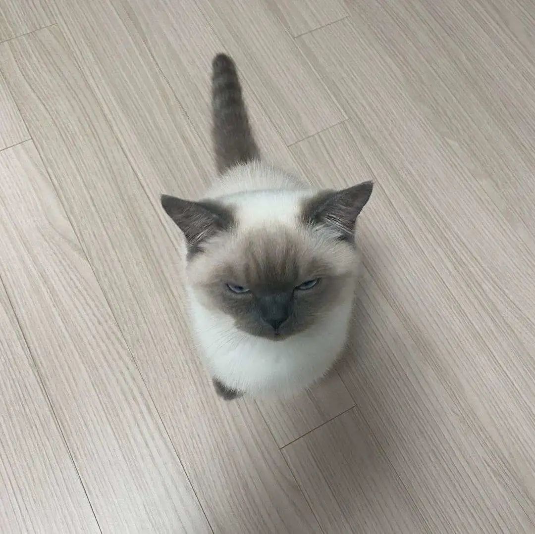 煤老板爆红完整版,煤老板ins