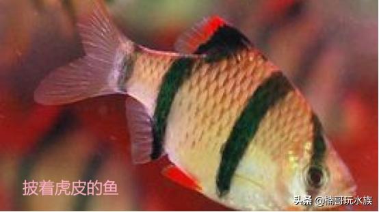 小鱼缸养什么观赏鱼好看又好养,养什么观赏鱼最赚钱又好养