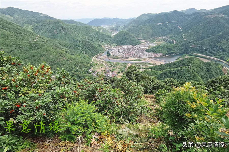 石公山杨梅基地,杨梅山杨梅基地