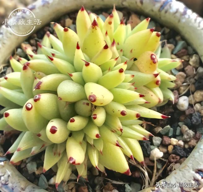 出去旅游怎么给植物浇水,外出旅游家里盆栽植物怎么管理