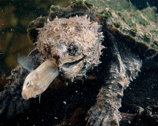 看图识龟,看图识物