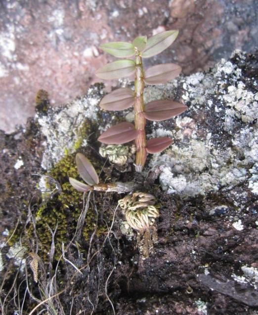 石斛兰冬天叶子发黄是什么原因,石斛兰多棵种在一个盆里会黄叶吗