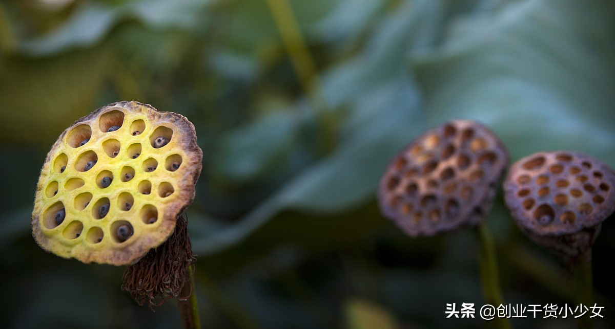 低成本养殖创业见效快,四川黄鳝泥鳅养殖基地