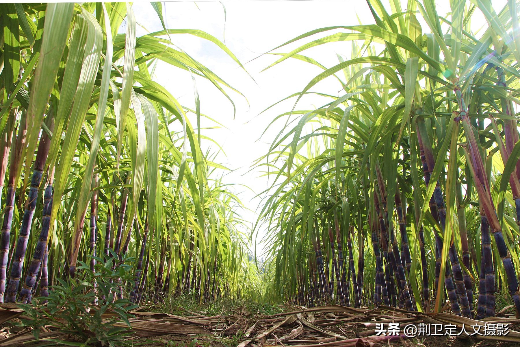 高标准农田种植水果甘蔗,山西农民种甘蔗