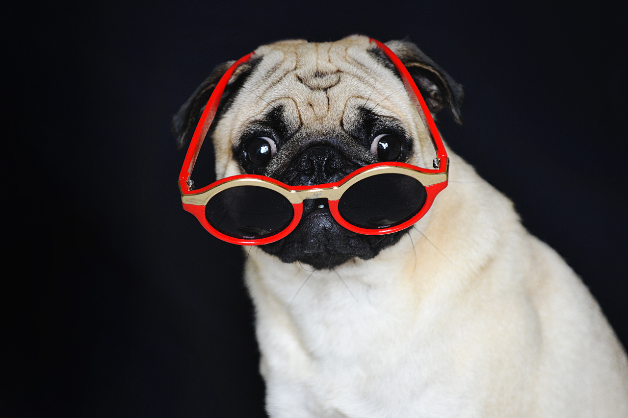 新手便宜好养活的狗有几种,十种便宜好养的小型宠物狗