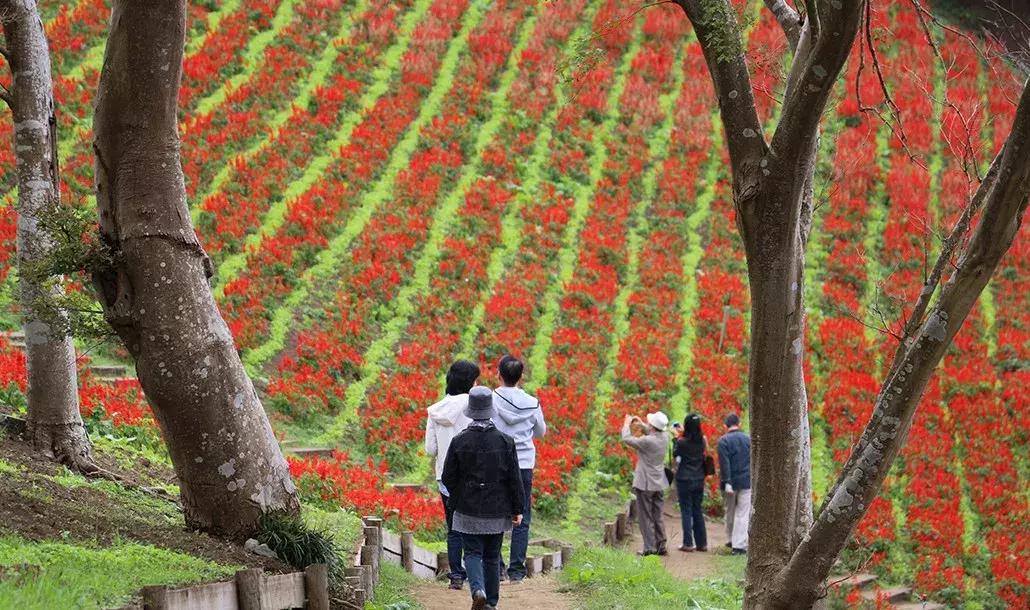 日本顶级农业农场,日本田园农场排行榜
