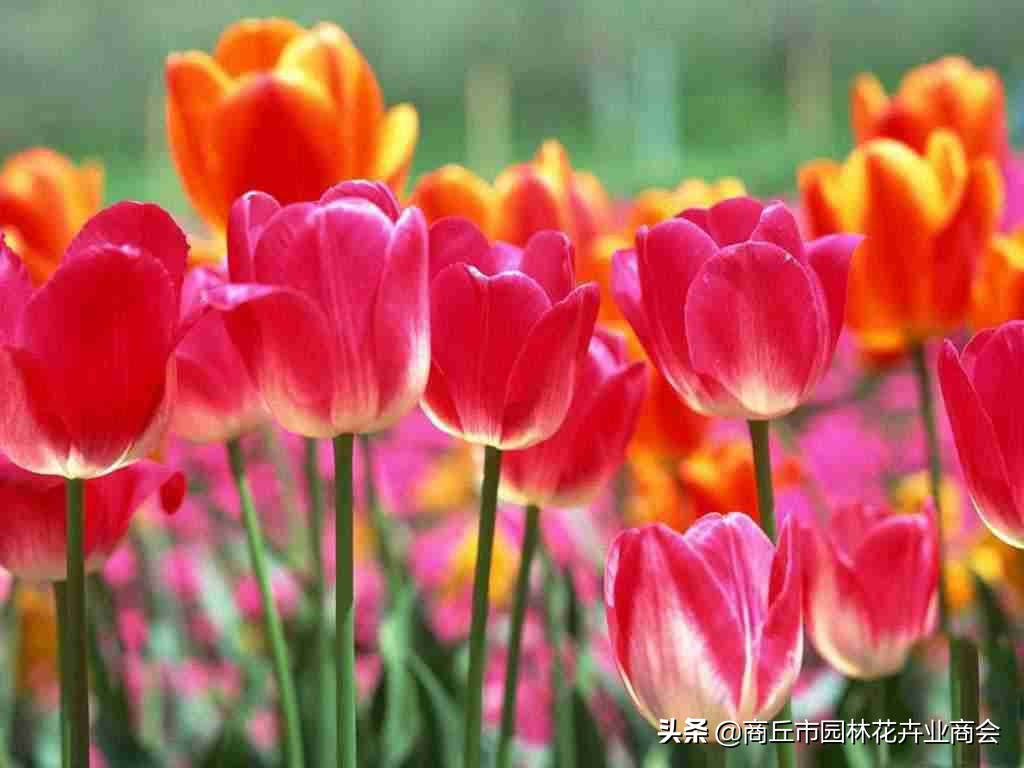 养花须谨慎,养花避免有虫