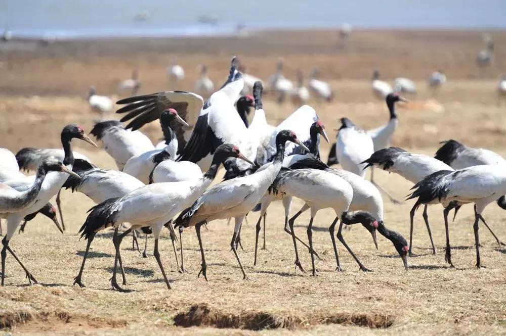 成都到大理房车旅行,成都至云南房车7天旅游攻略