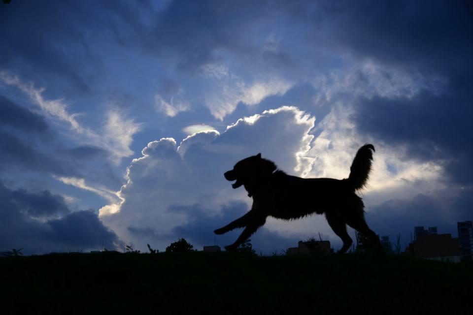 养狗的20大坏处视频,养狗黑背值得养吗