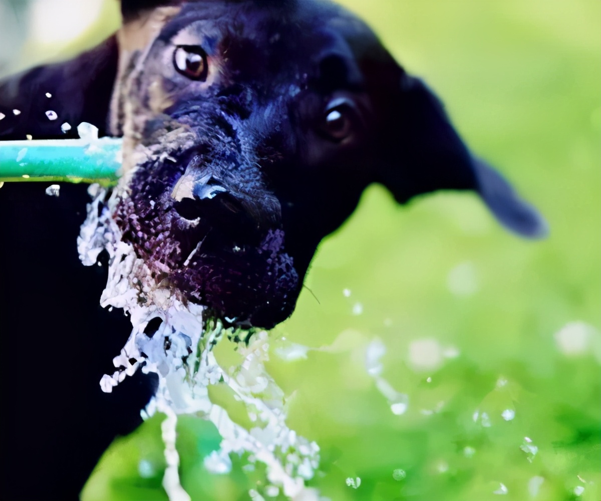 狗狗中暑的症状和应急处理办法,狗狗严重中暑正确缓解的应急措施